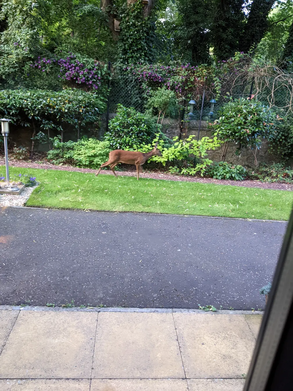 A deer at my window